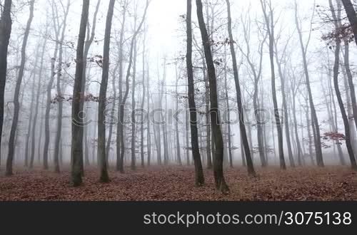 Oak forest at the autumntime, with fog