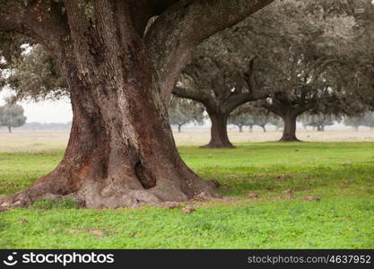 Oak holms, ilex in a mediterranean forest. Landscape in Extremadura center of Spain