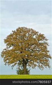 oak in autumn. oak