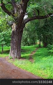 oak in park