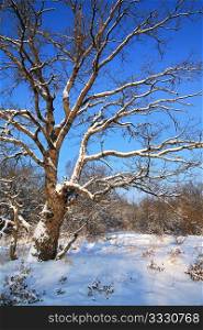 oak in snow
