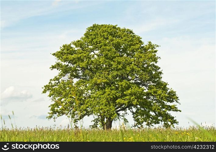 oak in spring