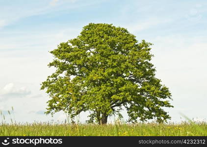 oak in spring