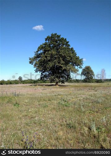 Oak in the field .. Oak in the field in summer day .