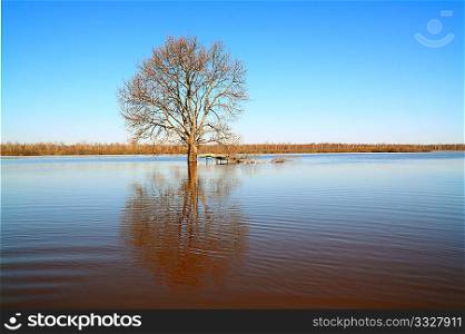 oak in water