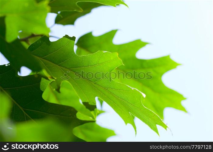 oak leaf against the blue sky