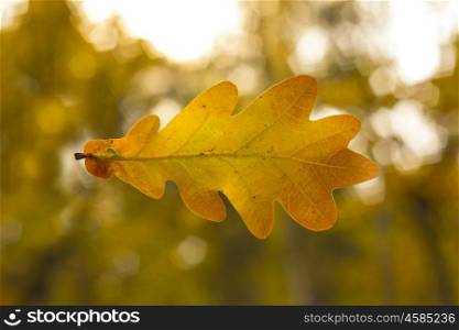 Oak leaf. Dry oak leaf on the autumn background