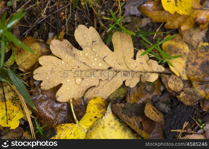 Oak leaf. Dry oak leaf on the autumn background