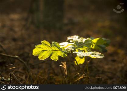 Oak leaf in back light