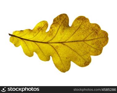 Oak leaf isolated on white background. Oak closeup leaf isolated on white background.