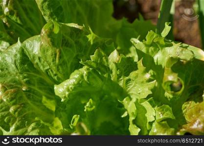 oak leaf lettuce in an orchard field. oak leaf lettuce in an orchard field in Mediterranean area