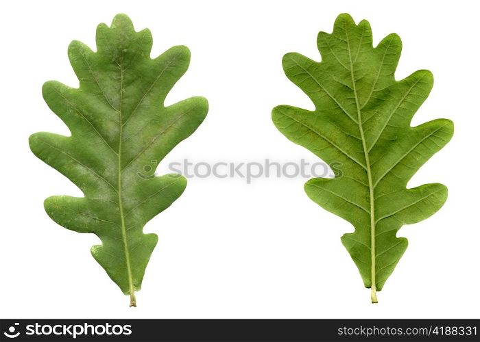 Oak leaf. Oak tree leaf - isolated over white background