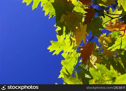 oak leaves, autumnal background - golden autumn