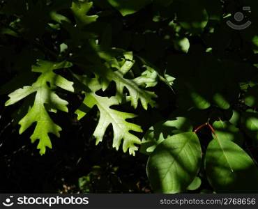 oak leaves close up against dark background