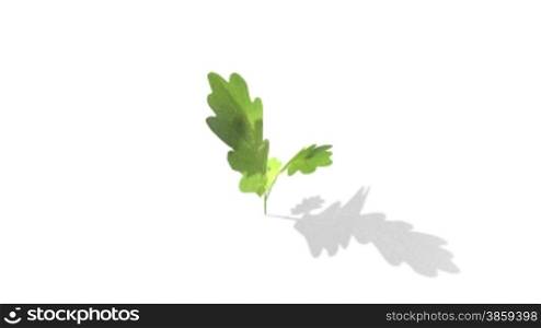 Oak leaves growing out of white background animation.