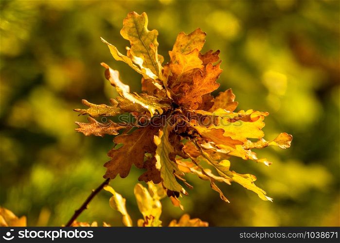 Oak leaves in back light