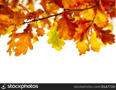 oak leaves isolated on white background, selective focus
