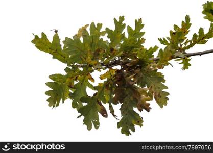 oak leaves isolated on white in autumn