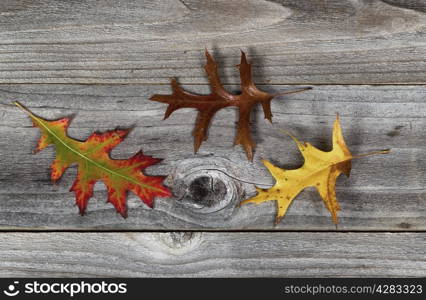 Oak leaves showing different autumn colors on rustic wooden boards