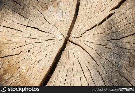 Oak log surface with cracks as background