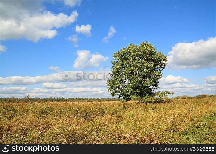 oak on autumn field