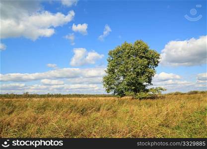 oak on autumn field