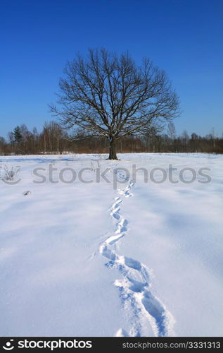 oak on field