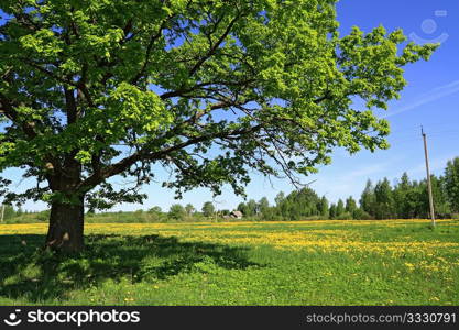 oak on field near villages