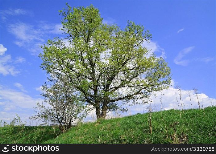 oak on spring field