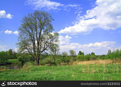 oak on spring field