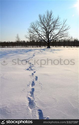 oak on winter field