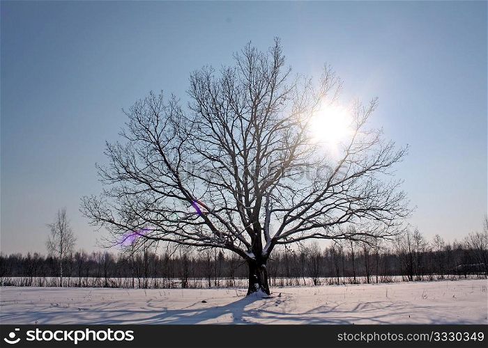 oak on winter field