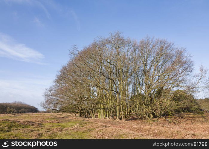 Oak tree.