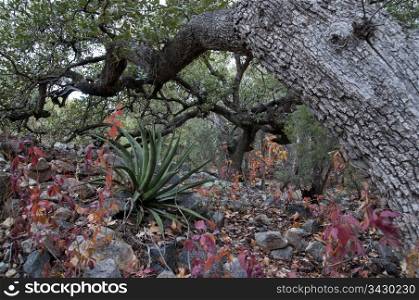 oak tree and agave