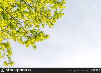 Oak tree branches with fresh spring foliage in sunlight against sky, bottom view, copy space. Soft focus.