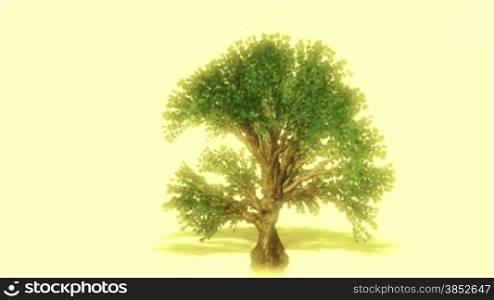 Oak tree growth, Alpha included