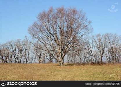 Oak tree in a field devoid of leaves