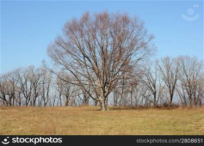 Oak tree in a field devoid of leaves