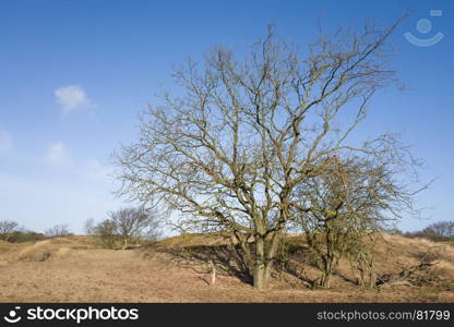 Oak tree in the Amsterdam water abstraction dunes.