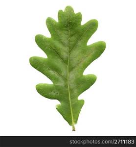 Oak tree leaf - isolated over white background - front side
