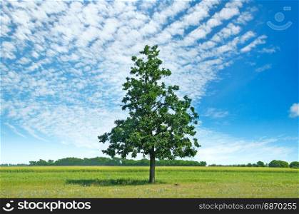 Oak tree on a green meadow and sky with light clouds.