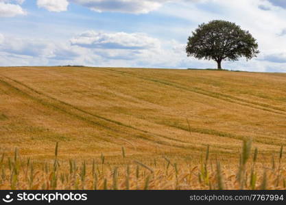 Oak tree on the horizon in a field of wheat or Barley