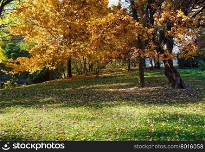 Oak tree with autumn brown leaves and green grass under him in city park.