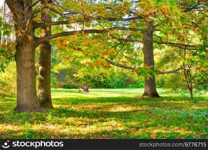 Oak tree with autumn yellow leaves and fall forest