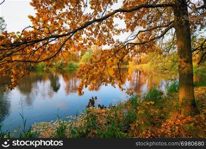 Oak tree with yellow-orange foliage on the lake in the fall.. Oak branches in the sunlight on the lake in the fall.