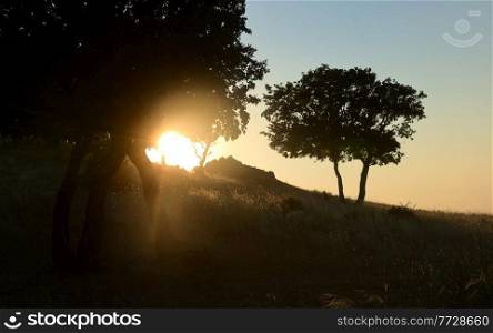 Oak Trees at Sunset in Macin, Romania in Summer