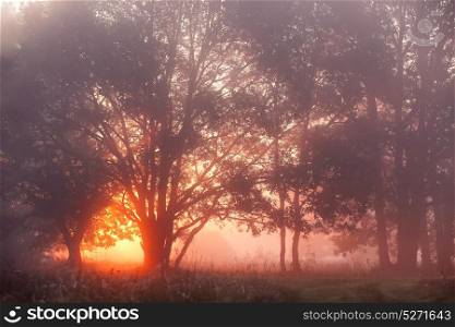 Oak Trees in Meadow at Sunrise, Sunbeams breaking through Morning Fog. Picturesque autumn landscape misty dawn in an oak grove on the meadow.