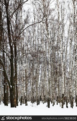 oak trees in snowy birch grove in cold winter day