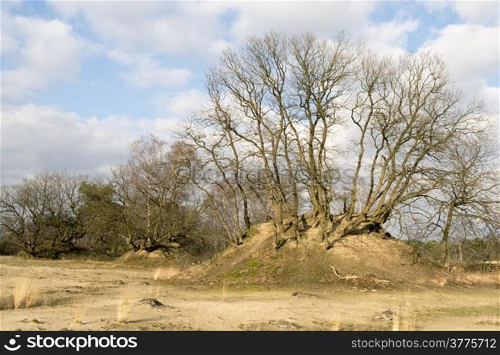 Oak trees in the National Park Loon and Drunen Dunes, Netherlands.