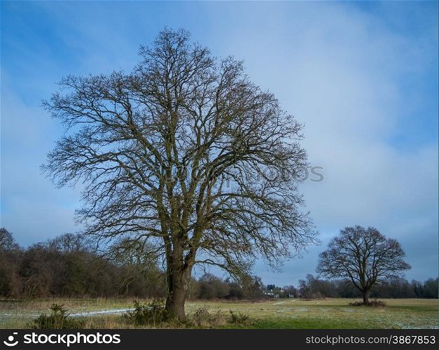 Oak trees in the winter in the UK